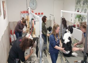 Docenten Wellant College in de leer bij Trimsalon Snuit