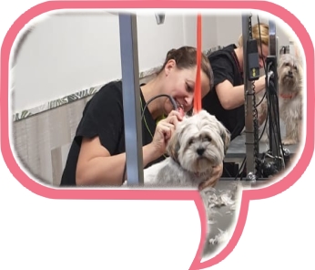 Jacqueline du Croix bij Trimsalon Snuit