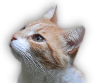 Kattenrassen in de trimsalon