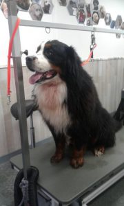 Trimbehandeling Berner Sennenhond