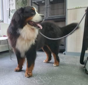 Berner Sennenhond Schoon en Droog