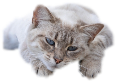 bijwerkingen-gabapentine bijwerkingen Gabapentine kat