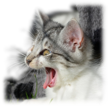 Gabapentine voor Angstige en Stressgevoelige Katten