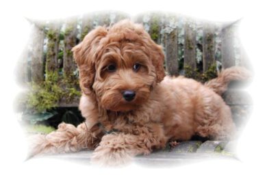 Workshop Vachtverzorging Doodle