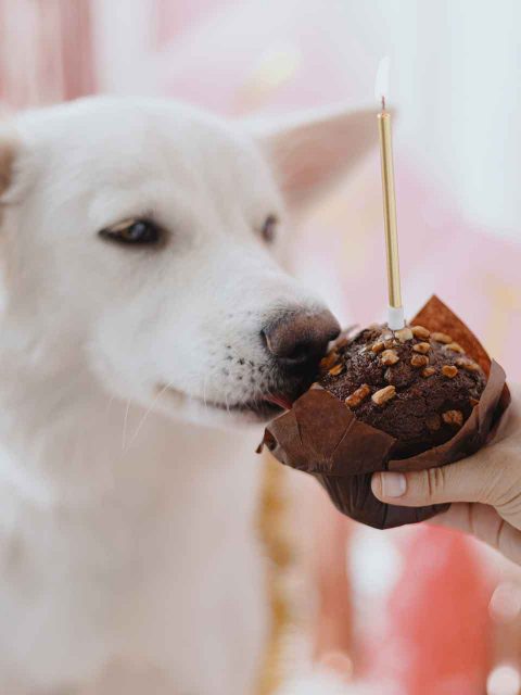 Chocolade is schadelijk voor hart en zenuwstelsel