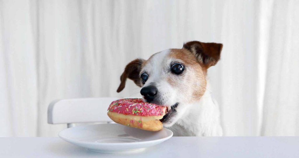 Zoetigheid kan gevaarlijk zijn voor uw hond
